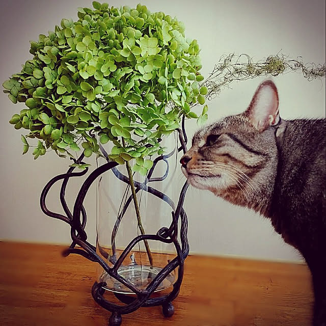 mikiluさんの実例写真