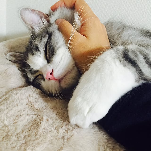 Yokoさんの実例写真
