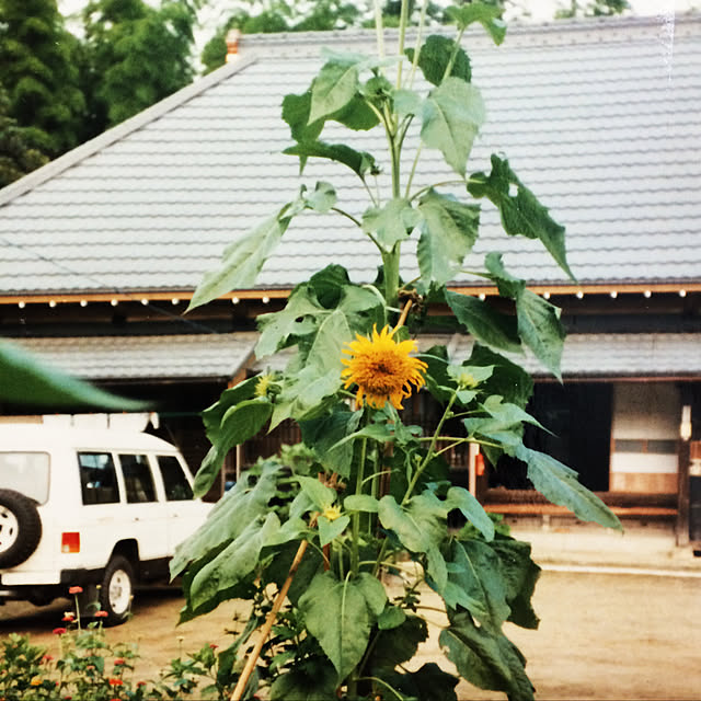 yukoさんの実例写真