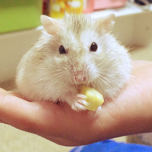 manaさんの実例写真