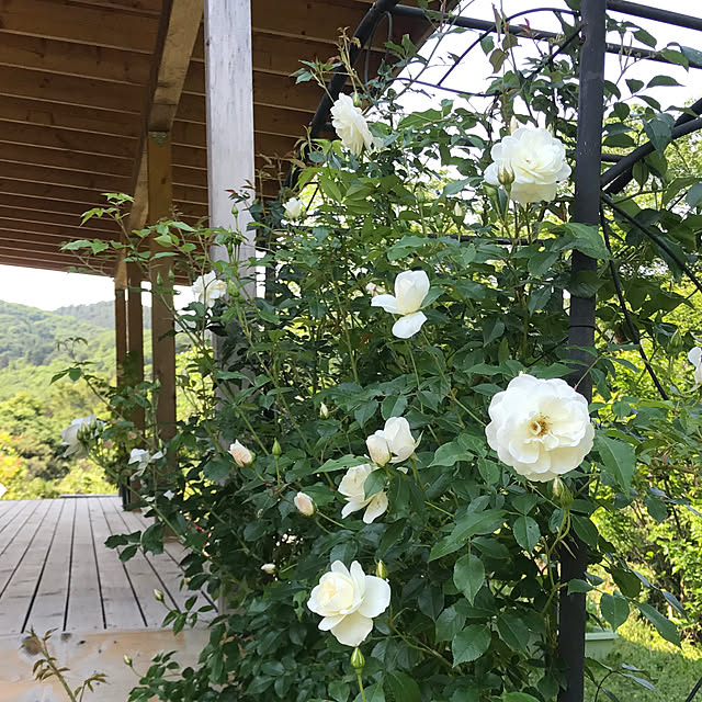 sakurasakuさんの実例写真