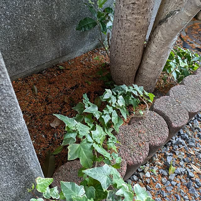Renさんの実例写真