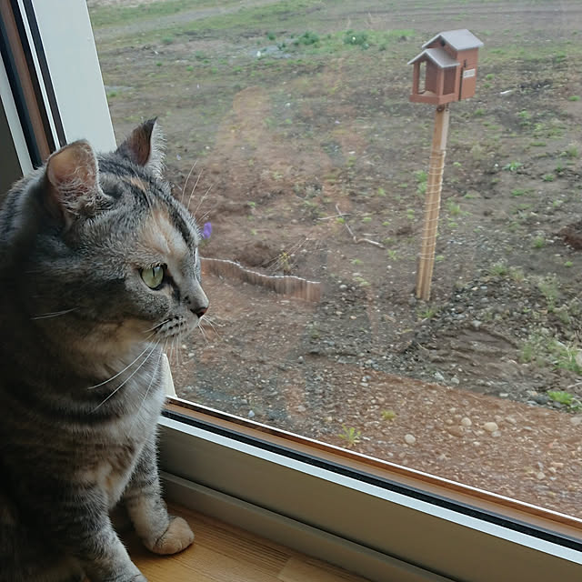 chiiiiikaさんの実例写真