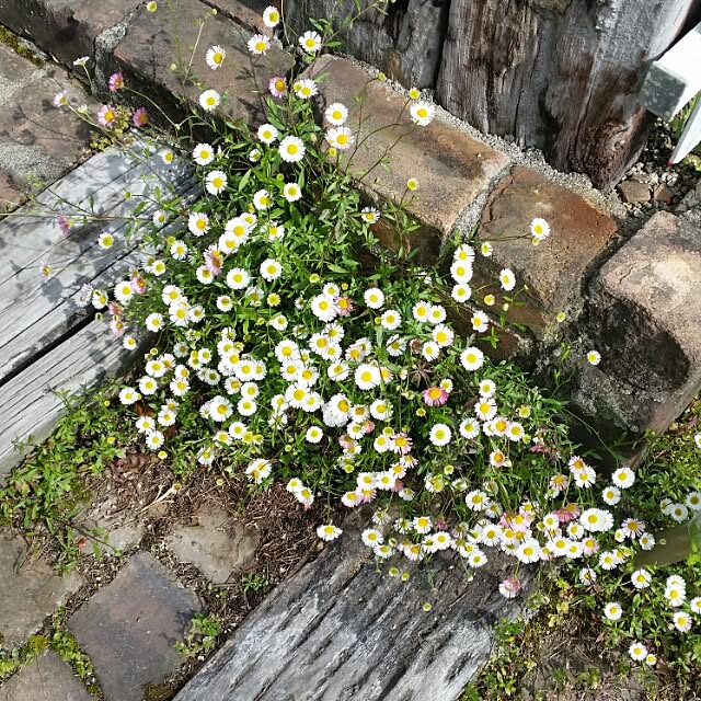 parsleymamaさんの実例写真