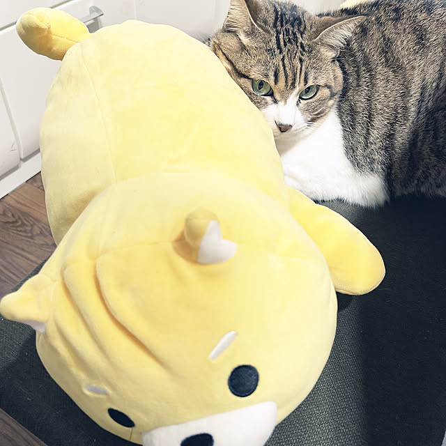 tiroさんの実例写真