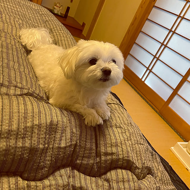 emaryさんの実例写真