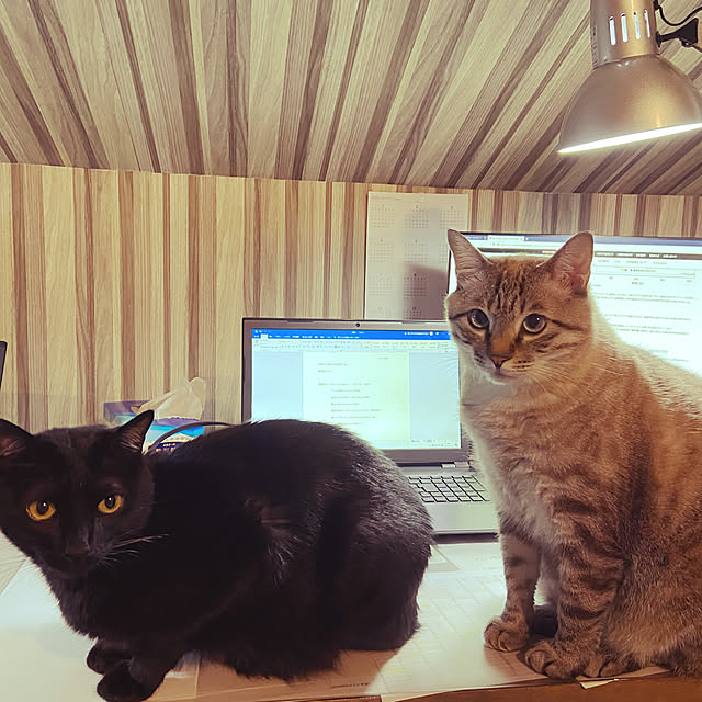 chiiさんの実例写真