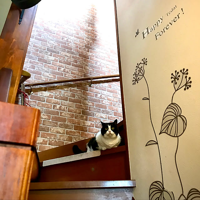 butachanさんの実例写真