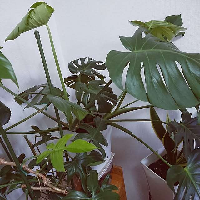 hopkeiさんの実例写真