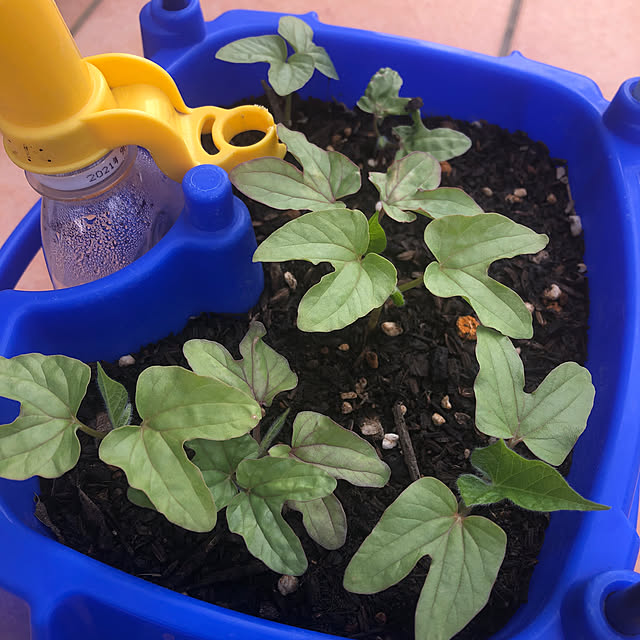 アサガオの鉢植え/いつもいいね！ありがとうございます♪/花のある暮らし/ちいさなお庭/庭...などのインテリア実例 - 2022-06-13 09:28:19