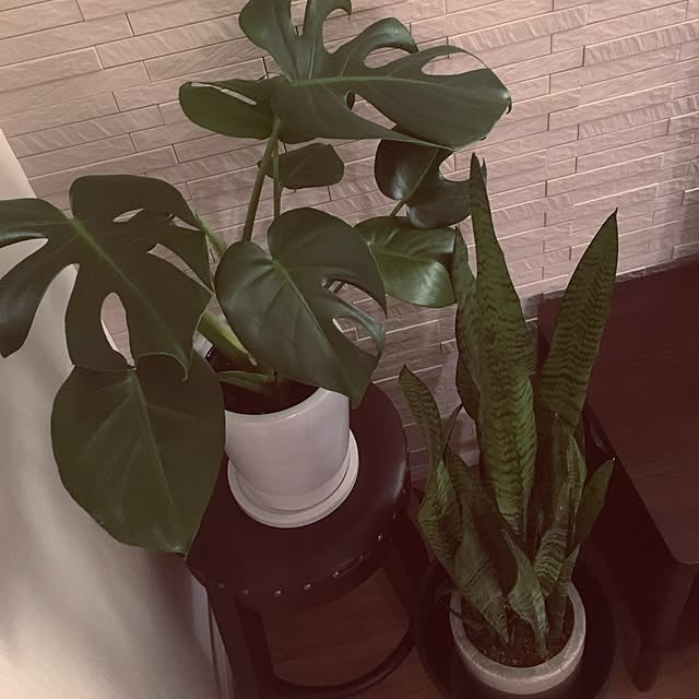 Maaさんの実例写真