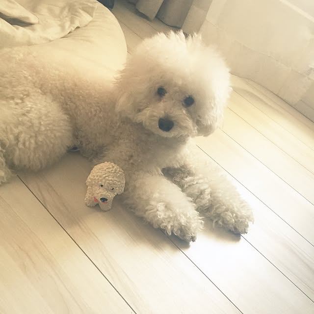 ayaroicoさんの実例写真