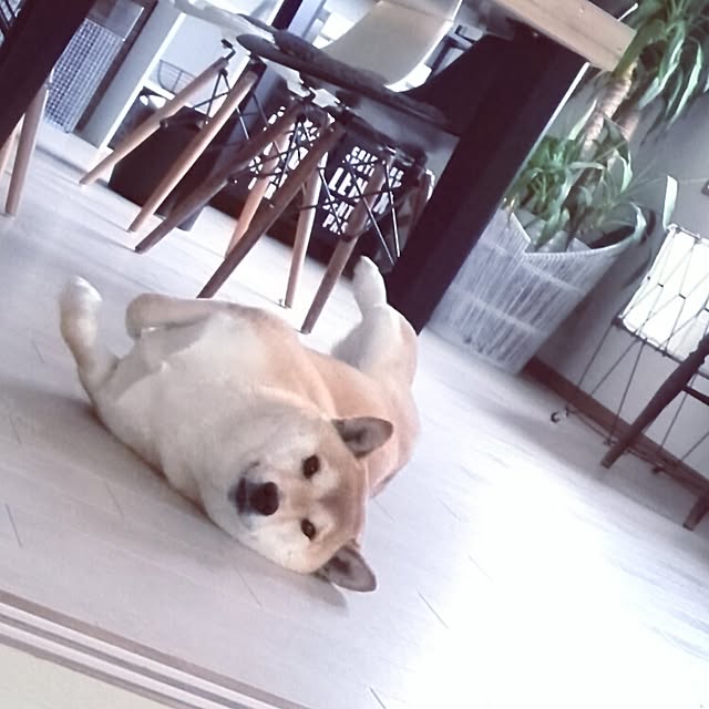 kさんの実例写真