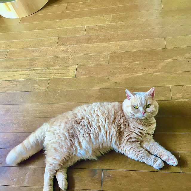 naokoさんの実例写真