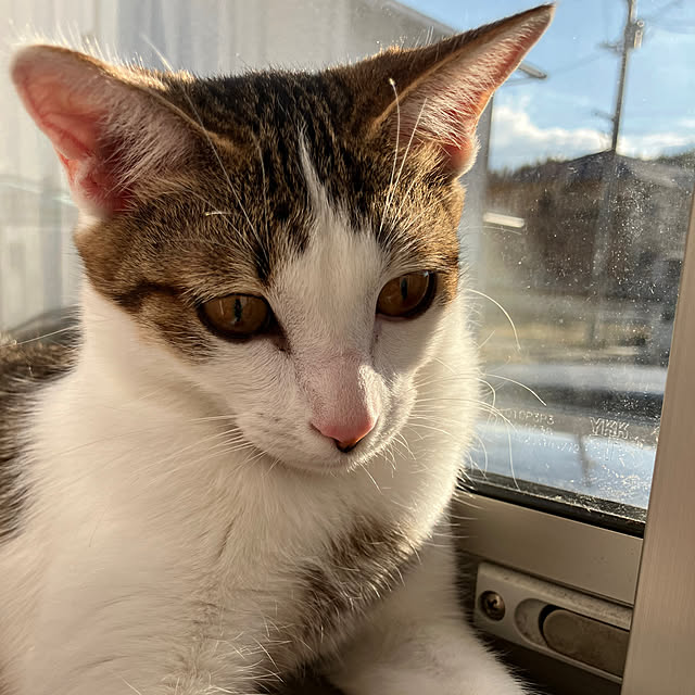 ha_koさんの部屋