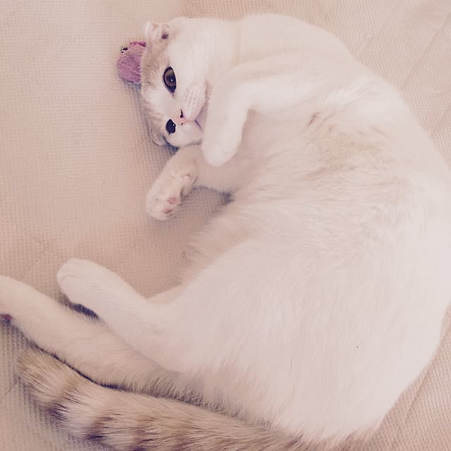 onojiijiさんの実例写真