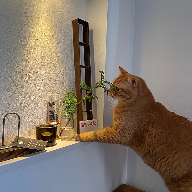 Hisashiさんの実例写真
