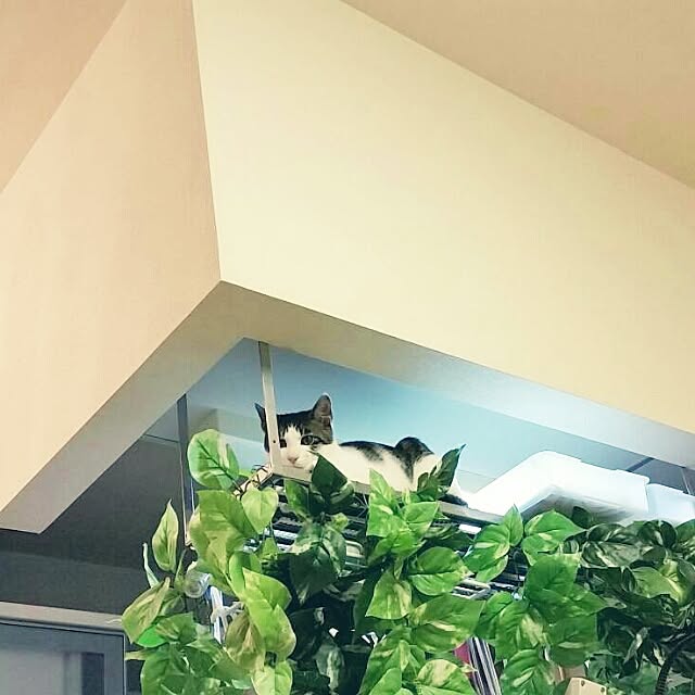 runayucoさんの実例写真