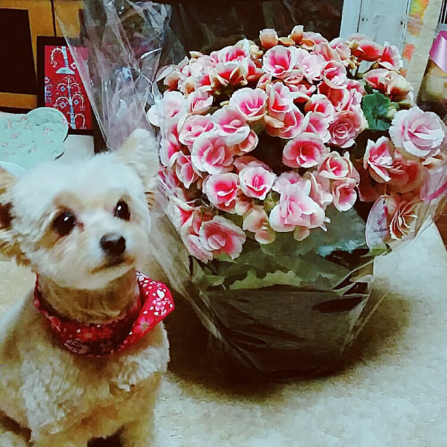 kikiさんの実例写真