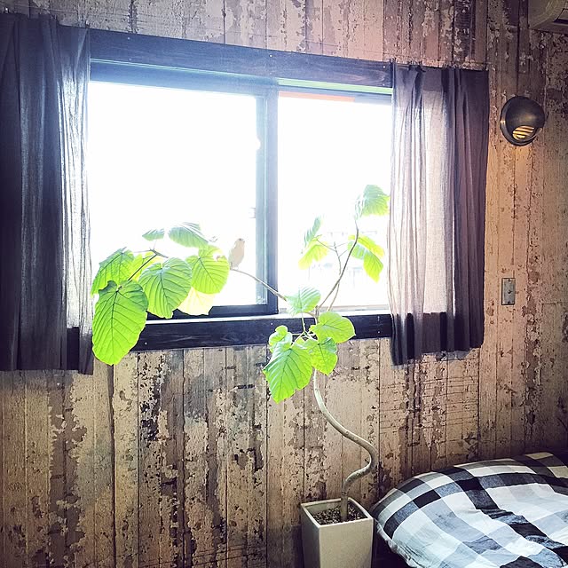 popさんの実例写真