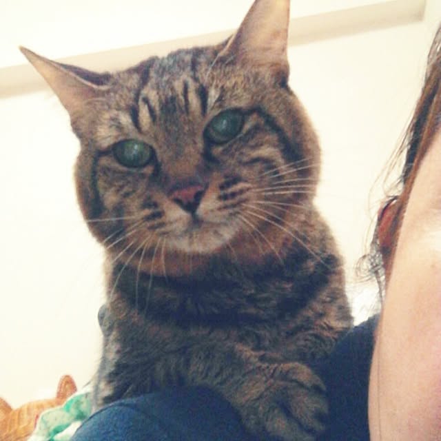 kittenblueさんの実例写真