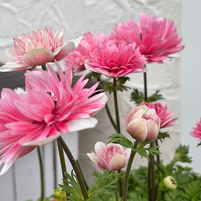 madeleineさんの部屋