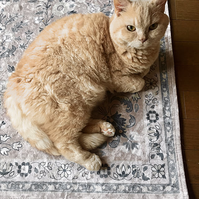 naokoさんの実例写真
