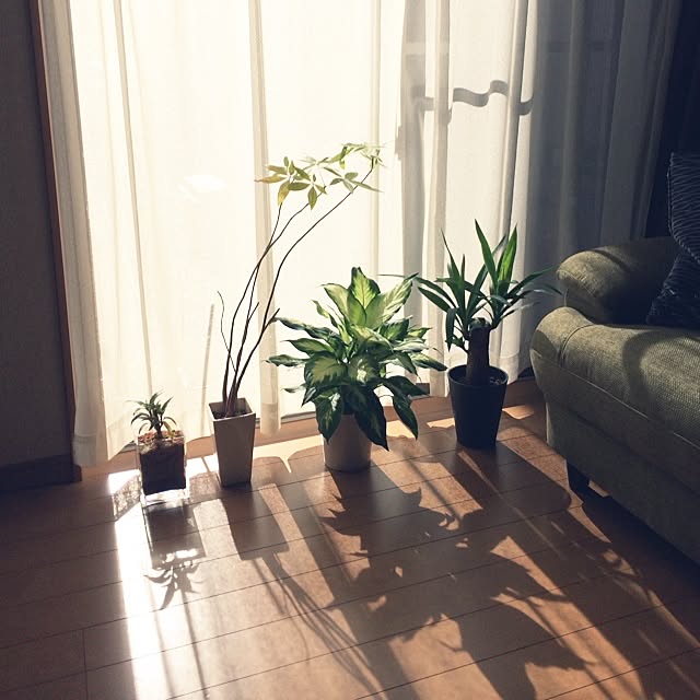 部屋全体/観葉植物のインテリア実例 - 2014-11-04 09:39:28