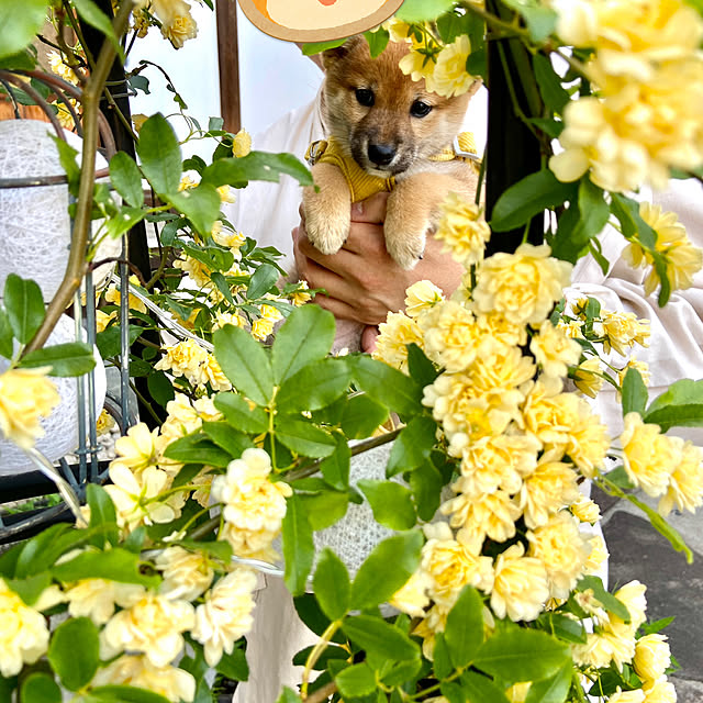 ankoさんの実例写真