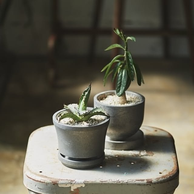 Royal_Gardeners_Clubさんの実例写真