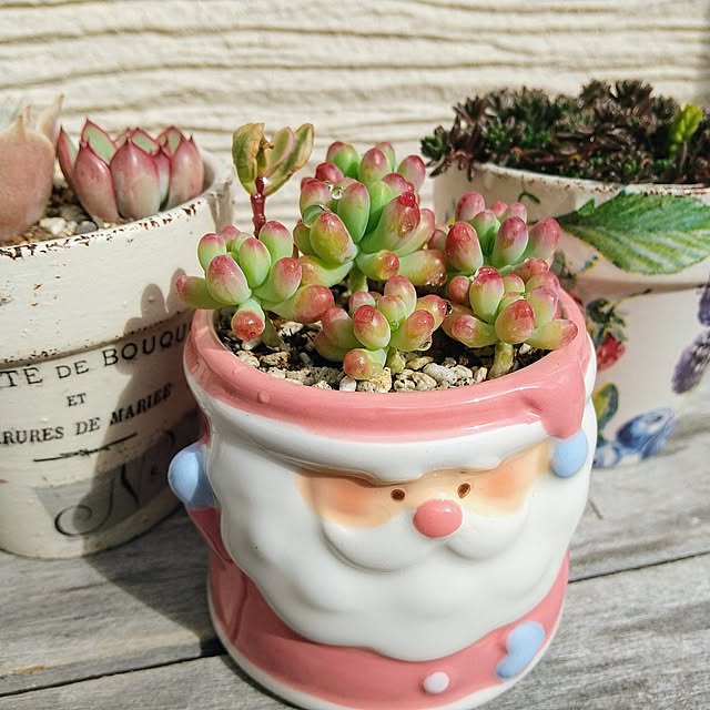クリスマス リメイク鉢のおすすめ商品とおしゃれな実例