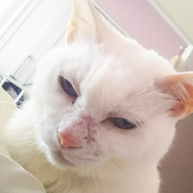 sakuraさんの実例写真