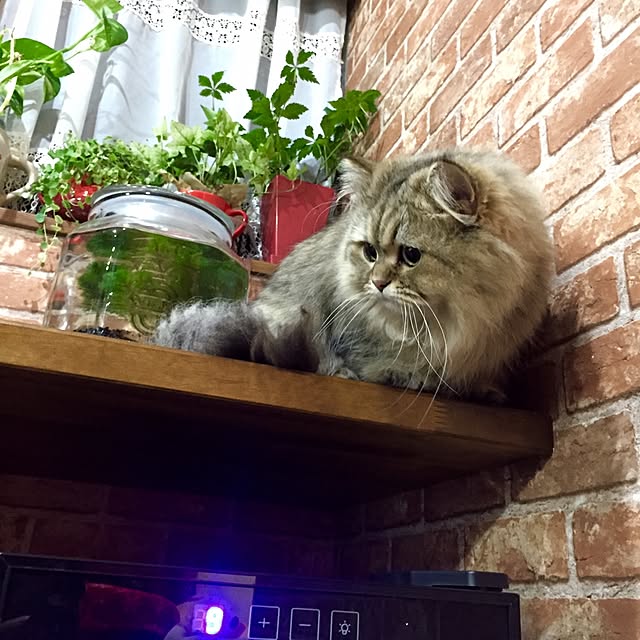 butachanさんの実例写真
