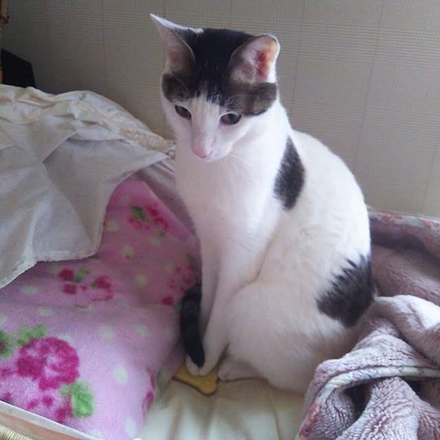 sakuraさんの実例写真