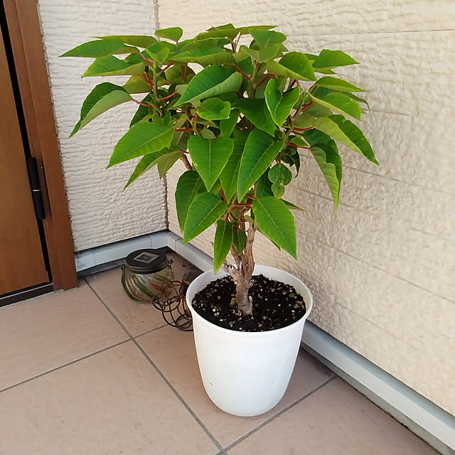 kakkoさんの実例写真
