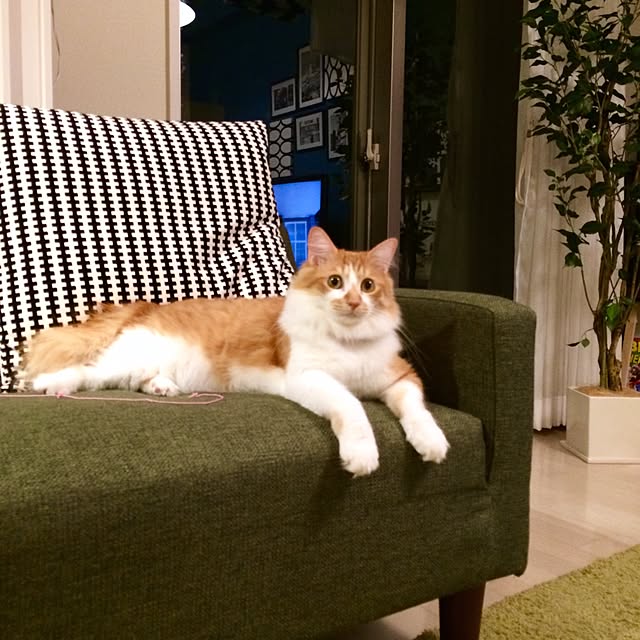 Reikoさんの実例写真