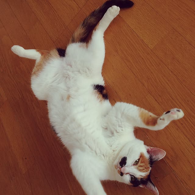 Kinanさんの実例写真