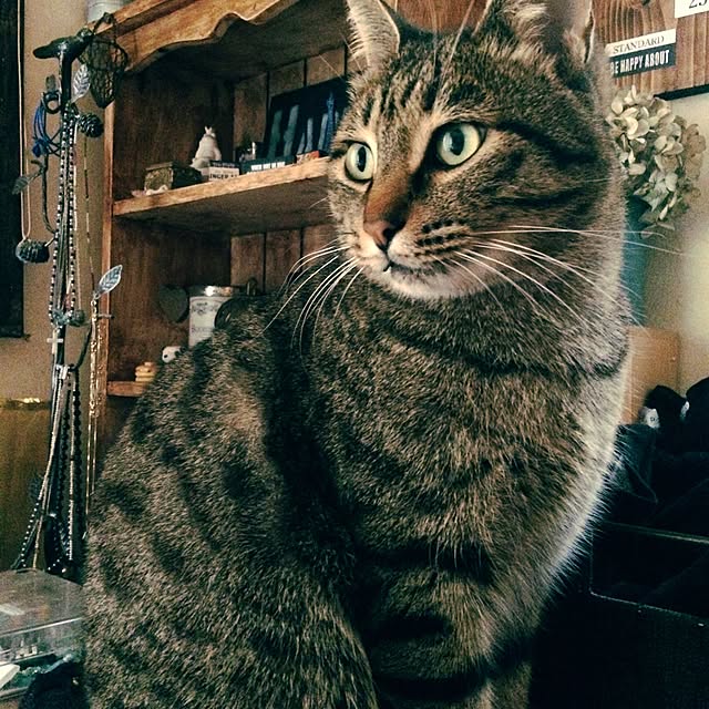 panchanさんの実例写真