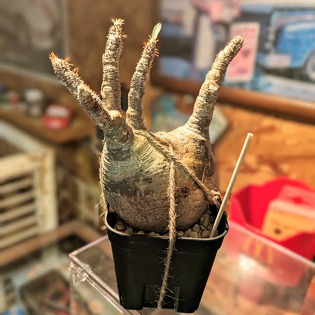ot-gardenさんの実例写真