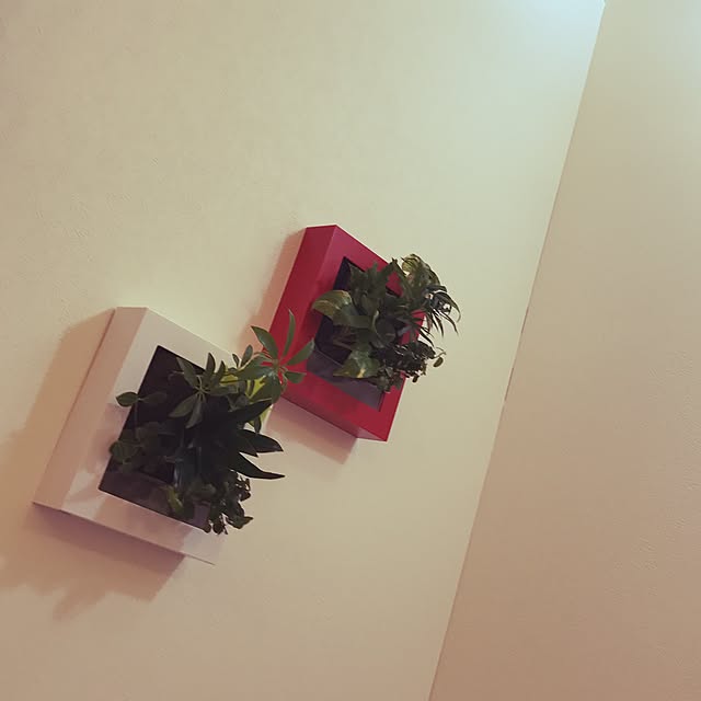 yasuさんの実例写真