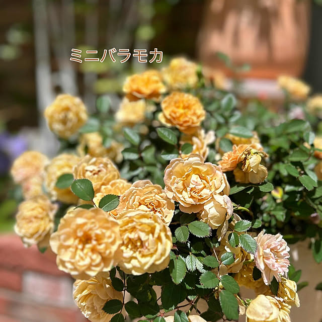 sunabaさんの部屋