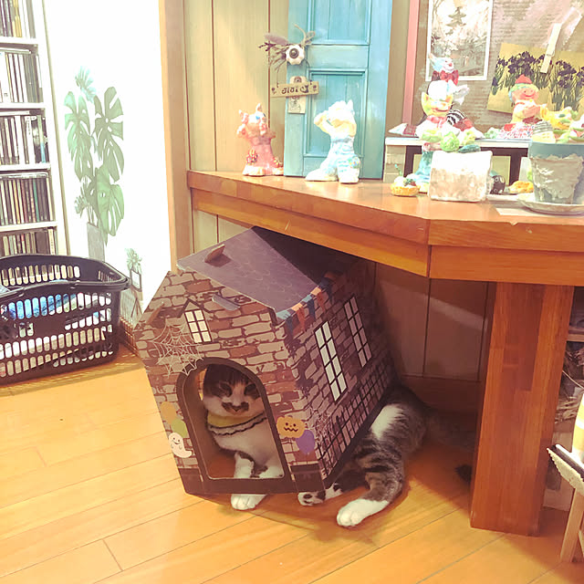 jijiさんの実例写真