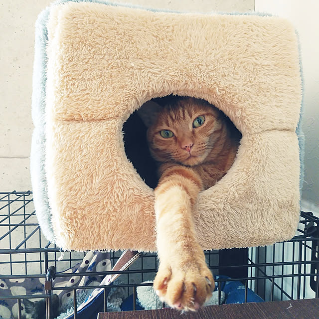 annさんの実例写真