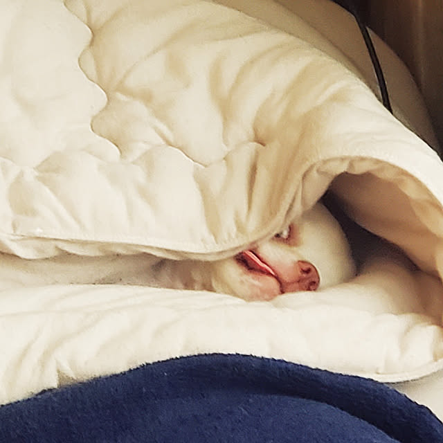 maaaaroさんの実例写真