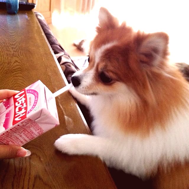maopiさんの実例写真