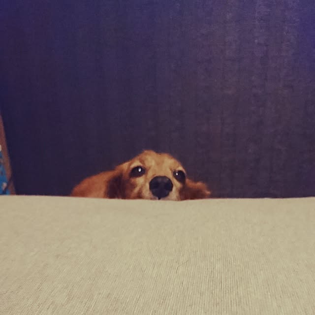 cocosorasakuさんの実例写真