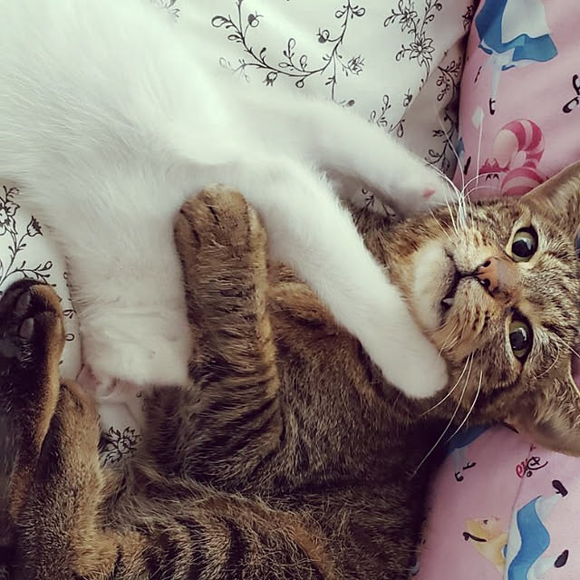 実例写真