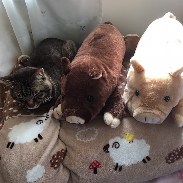 megkeiさんの実例写真