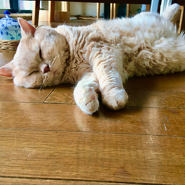 naokoさんの実例写真
