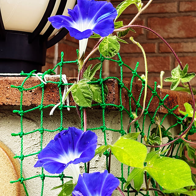 玄関/入り口/種から育てました/わが家の夏のキロク/あさがお/植物初心者...などのインテリア実例 - 2024-09-02 22:00:51